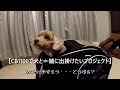 CB1100で犬と一緒に出掛けたい！