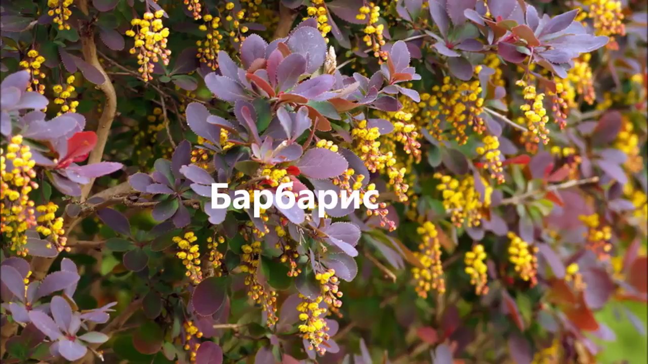 Красивоцветущие кустарники - как выбрать
