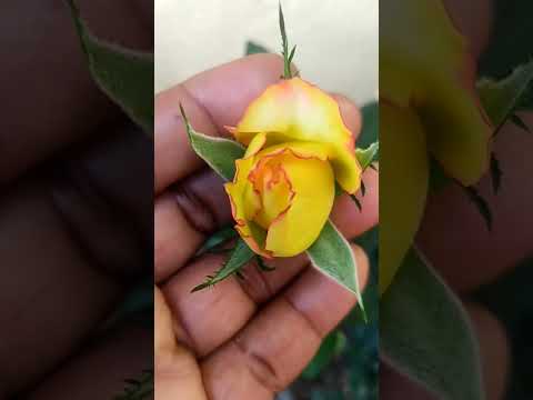 Kineerasani Vachindamma Sitaramovie Entertainment Ytshorts Viralshort