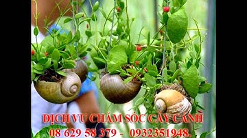 Mười sang]] nhận cắt, tỉa, chăm sóc cây cảnh quận 12.tphcm