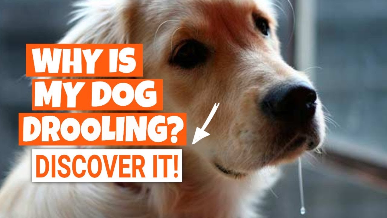 ¿WHY IS MY DOG DROOLING? 🐶When is it normal and when is it not YouTube