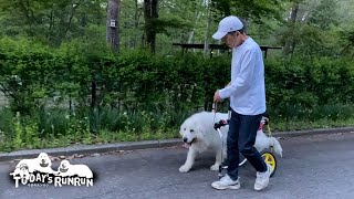 自分で歩く時は行きたい方向へしか進まない頑固なルンルンです　Great Pyrenees　グレートピレニーズ
