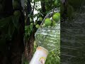 DIY Fruit Picker 🪜🍎 Reach High Easily!