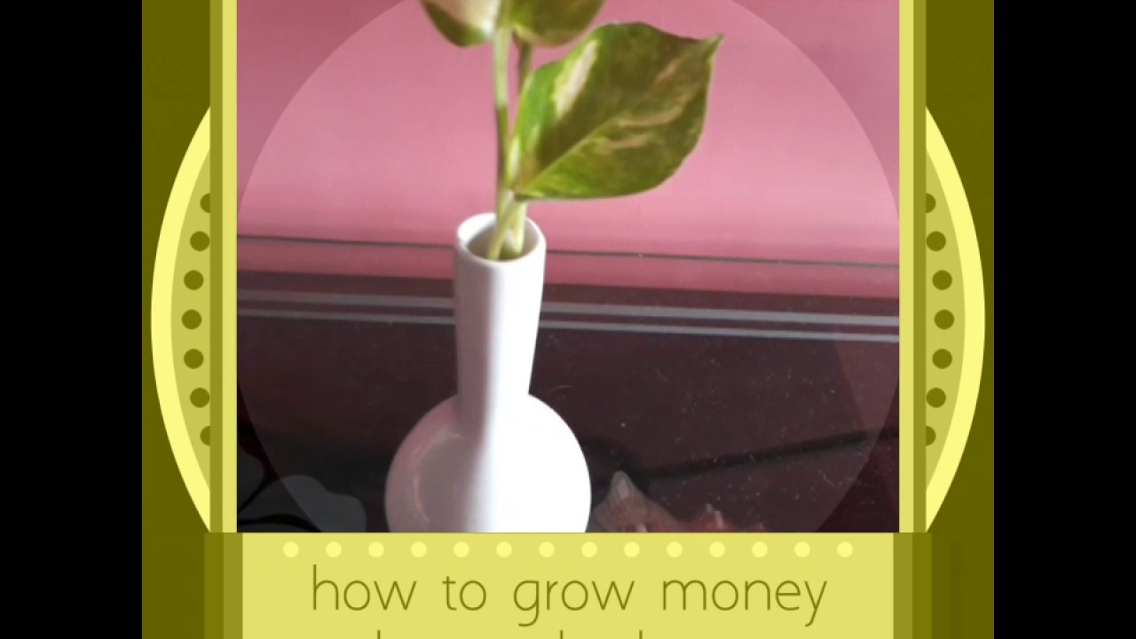 How To Grow Money Plant In Bedroom Youtube