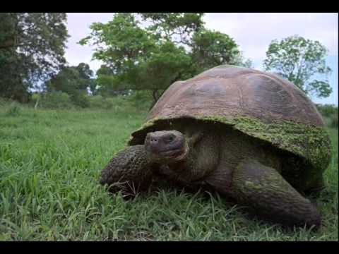 Video: 18 Immagini Che Ti Convinceranno A Portare I Tuoi Bambini Alle Galapagos - Matador Network