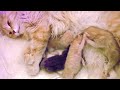 Newborn kittens fight each other  The kittens are playing patty  The cutest fight in the world