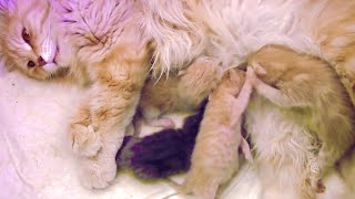 Newborn kittens fight each other  The kittens are playing patty  The cutest fight in the world