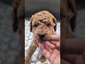 Abel 🤎 He is now with his New Family #puppy #apricotpoodle #puppyhood #malepoodle #puppyface