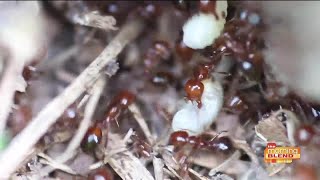 Truly Nolen: Summer and fall pests to be aware of Beware Of Fall Pests Too