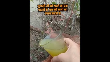 तुलसी जी में गन्ने का रस डालने से क्या लाभ होता है गुरुजी से सुना#viral #like #videos