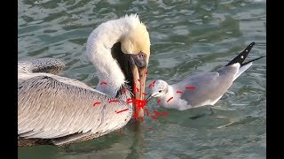 Seagull and Pelican Fighting Over Fish