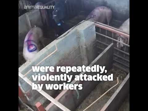 Three men sentenced for cruelty to pigs - Animal Equality