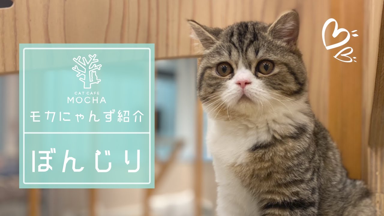 ぼんじり（エキゾチックショートヘア♂）イオンレイクタウン店 - YouTube