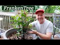 Bringing Your Tree Back From the Dead, How to, Easy DIY