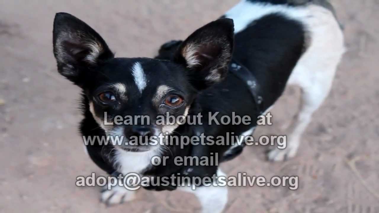 petco hours Kobe - ADOPTED!