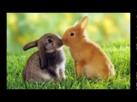 cute bunnies kissing