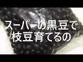 スーパーの黒豆で枝豆育ててみる