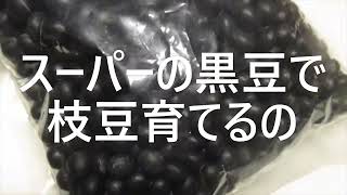 スーパーの黒豆で枝豆育ててみる