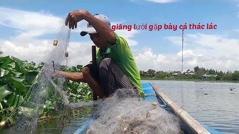 @ giăng lưới bao bắt cá thác lác trên sông lớn dính mê luôn cả nhà