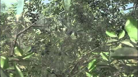 Amazing cross map tomahawk on Jungle (black ops)