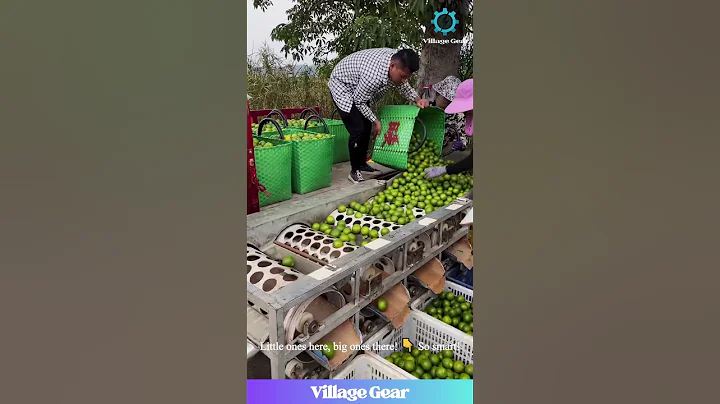 This Lime Sorting Machine is My New Happy Place!🤩 So ORGANIZED! #fruits #satisfyingvideos  #gadgets