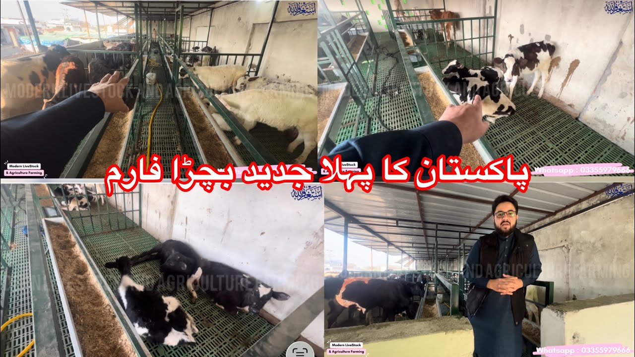 Plastic Floor for Calf Cages in Pakistan | Plastic Pallet for Goat | پاکستان کا پہلا جدید بچڑا فارم