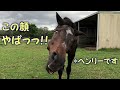 【ペット】馬のぶるぶる顔も、おもしろかわいいよ【馬を飼う】