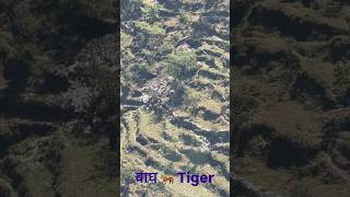 Bhot bada baagh 😮 #jungle #king #tiger #shorts #shortvideo #shortsfeed #viral #trending #explore