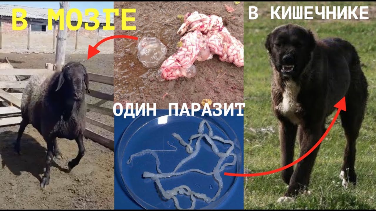ОДИН ПАРАЗИТ В МОЗГЕ ОВЕЦ И КИШЕЧНИКЕ СОБАК ИЛИ ЧТО ТАКОЕ ЦЕНУРОЗ ...