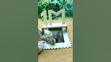Amazing Quail Birds trap #birds #trap #easy #shorts