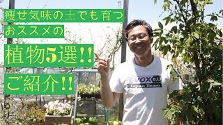 [ガーデニング]何を植えようか悩んでいる人必見!!キャリア28年のプロガーデナーが痩せ気味の土地で実際に育てた植物をご紹介！