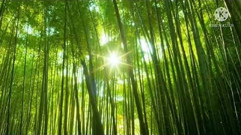 Vạn Xuân Am | Bài Nhạc Thiền Khí Công - 45 phút