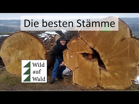 ?Die teuersten Stämme: Wertholzversteigerung #wildaufwald