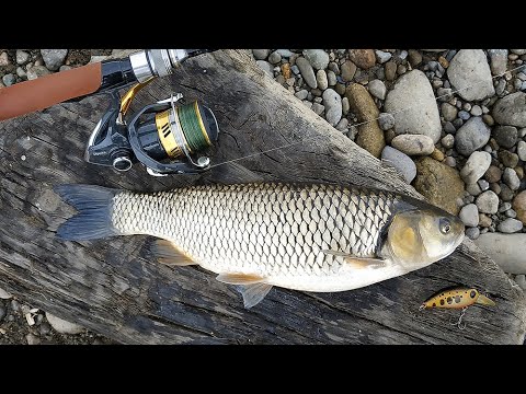 \"ავთოს მაგნუმმა არ გაახარა ქაშაპაი:)\" ფრაგმენტი ბოლო ვიდეოდან - Магнум от автандила убийца голавля