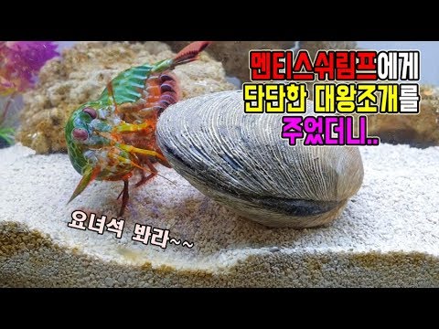 &amp;quot;<strong>엄청큰조개</strong>&amp;quot;를 멘티스쉬림프에게 주었더니..?[정브르]