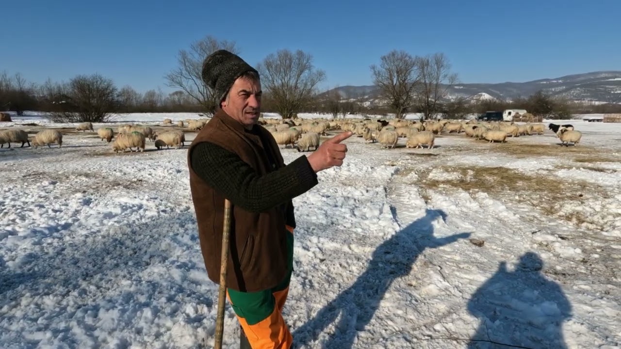 Căni și Oile Baciului Florin din Catacu-Caini Fără Frică De Urs Și Lup.