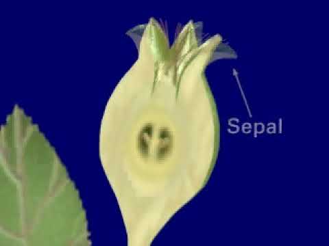 Fruit Development process