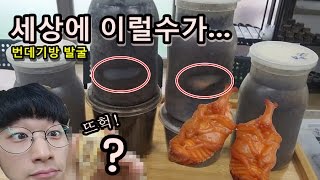 브르)와ㅋㅋ꿀잼 사슴벌레 번데기를 꺼내보자!! 아파트를 만들어놨는데??