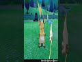 Playing Feather Wand with Raichu #shorts