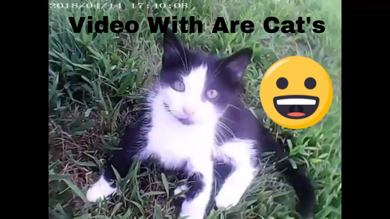 Just Vloging And Video With Are Cat's And Kitten's - YouTube