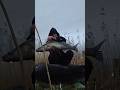 80cm #snoekbaars #vissen #doodaas #vis #deadbait #fishing #winter #angeln #march #cold #canal