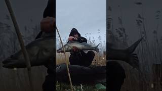 80cm #snoekbaars #vissen #doodaas #vis #deadbait #fishing #winter #angeln #march #cold #canal