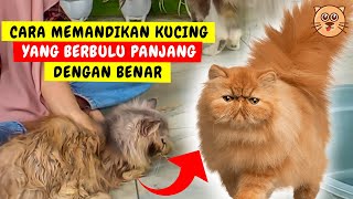 MUDAH !! CARA MEMANDIKAN KUCING BULU PANJANG - Tutorial Cara Memandikan Kucing Persia #puspusmiaw