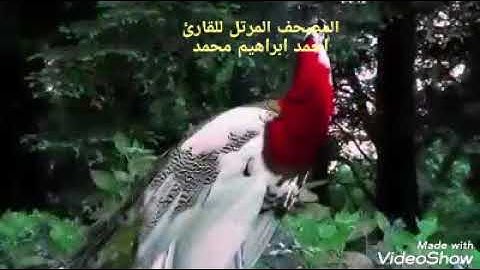 ماتيسر من سوره الفرقان القارئ احمد ابراهيم عطيه