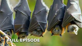 A Flying Fox?!: Australia's Weirdest Animals | Secrets of Wild Australia 104+105