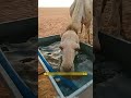 रेगिस्तान में ऊँट को नमक खिलाया जाता है!😱#shortsvideo