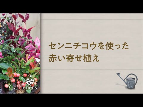 秋の寄せ植え3分レシピ センニチコウを使った赤い寄せ植え Youtube