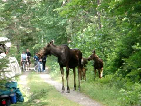 algonquin bike trail