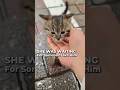 Would You Have Stopped For Her? #straycat #shortvideo #shorts