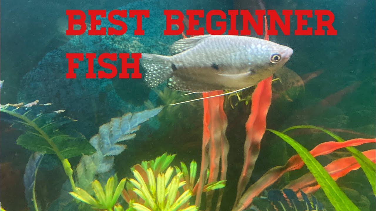 BEST BEGINNER FISH FOR YOUR AQUARIUM!!! YouTube